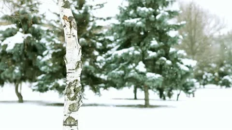 Walks in winter wood Stock Footage 12162175