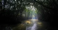 Walkthrough Camera Motion In Dark Jungle River Environment With Dense Forest Stock Footage