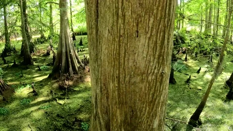 Walkthrough of Everglade Swamp Florida Stock Footage 238756411