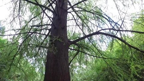 Walkthrough Overhead Tree Stock Footage 243144203