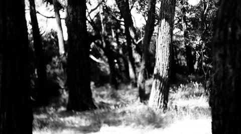 Walkthrough woods footage Stock Footage 34633281