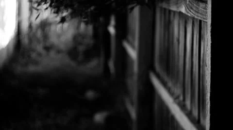 Walkthrough  yard Stock Footage 34640969