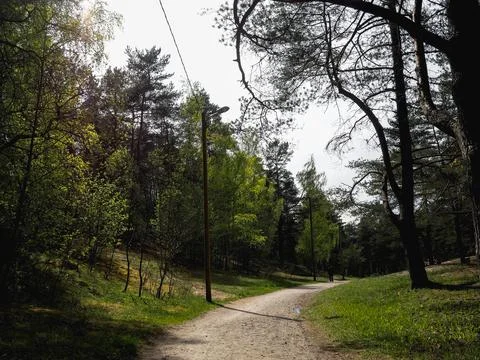 Walkway between pine trees in the forest Stock Photos