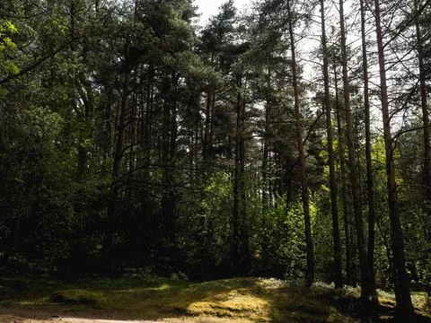 Walkway between pine trees in the forest with sunlight Stock Photos