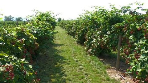 Walkway Between Raspberry and Blackberry Rows at Berry Farm Stock Footage 345644846