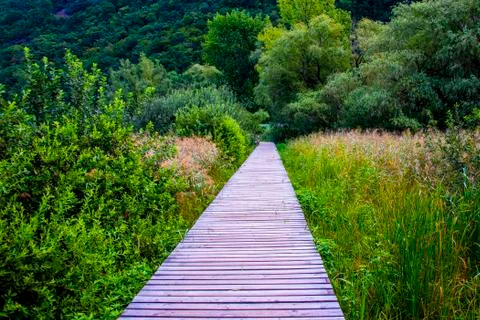 Walkway between the reeds Stock Photos
