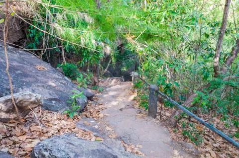Walkway between the trees in forest Stock Photos
