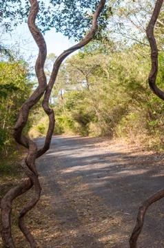 Walkway between the trees in forest Stock-Fotos