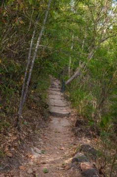 Walkway between the trees in forest Stock-Fotos