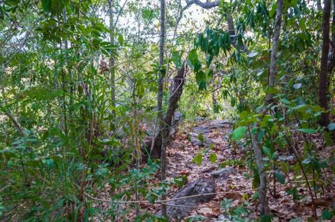 Walkway between the trees in forest Stock Photos