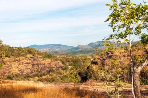 Walkway between the trees in forest Stock Photos