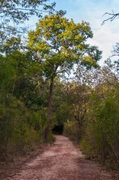 Walkway between the trees in forest Stock Photos