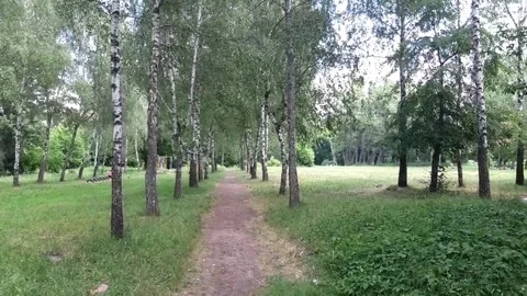 Walkway in birch park Stockbeeldmateriaal 90603097
