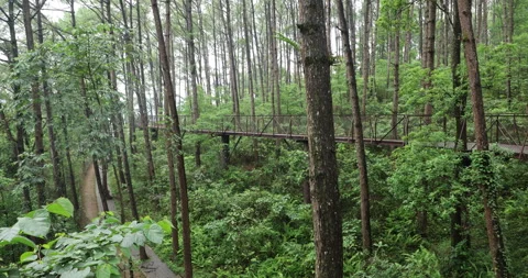 Walkway Bridge with railings Видео 335639040