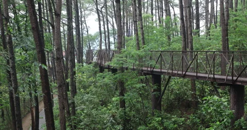 Walkway Bridge with railings Video stock 335639231