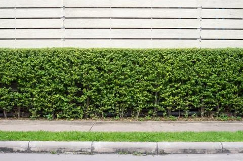 Walkway with decorated tree background Stock Photos