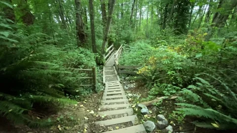 Walkway in the forest. Stock Footage 138412455
