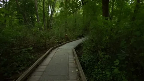 Walkway in the forest Stock Footage 138412474