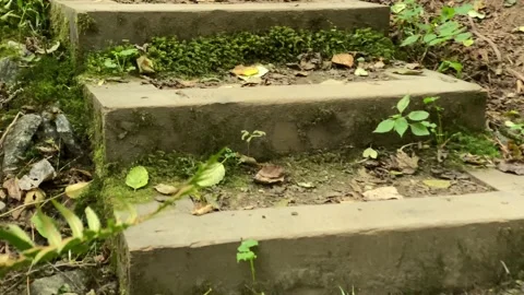 Walkway in the forest Stock Footage 138412501