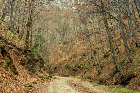 Walkway in the forest Stock-Fotos