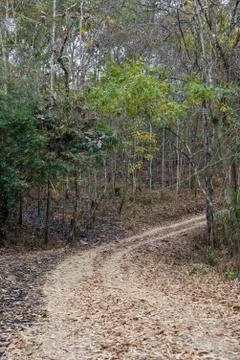 The walkway in the forest Stock Photos