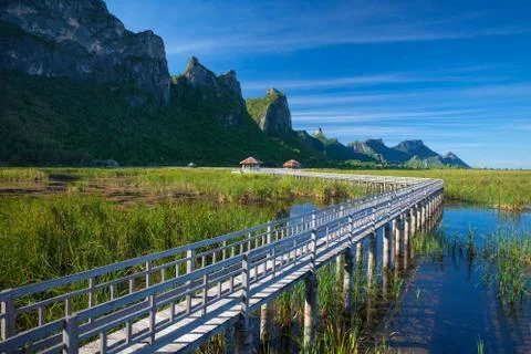 Walkway in forest Stock Photos