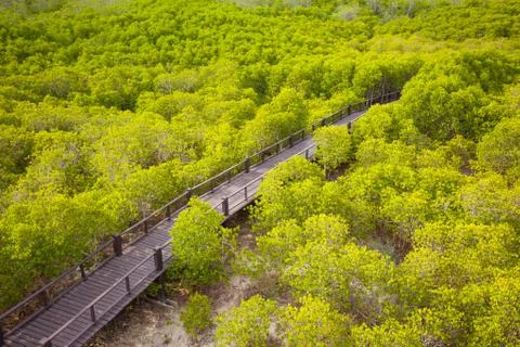 Walkway in forest Stock Photos