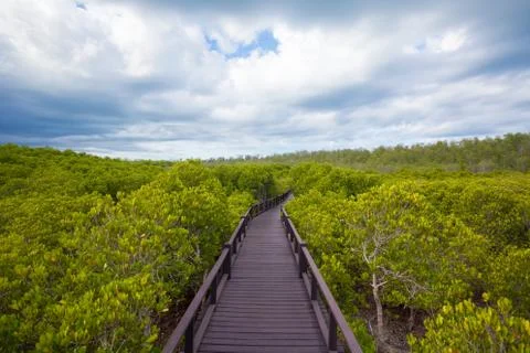 Walkway in forest Stock Photos
