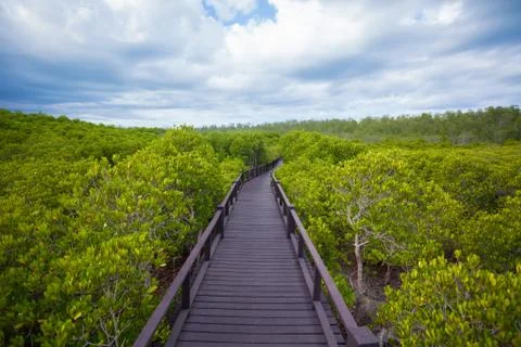 Walkway in forest Stock Photos