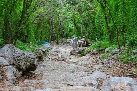 The walkway in the forest	 Stock Photos