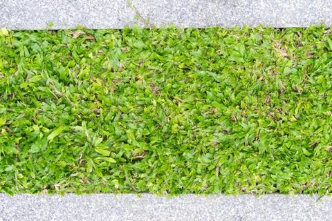 Walkway in front yard with grasses background 写真素材
