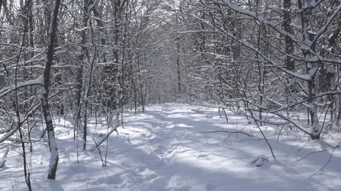 Walkway that goes between trees with snowy branches. Sunny snowy quiet day in Stock Footage 146850507