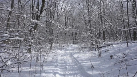 Walkway that goes between trees with snowy branches. Sunny snowy quiet day in Stock Footage 146970946