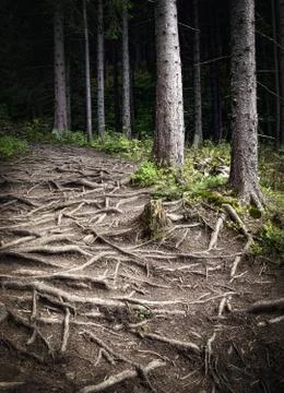 Walkway to a haunted forest Stock Photos