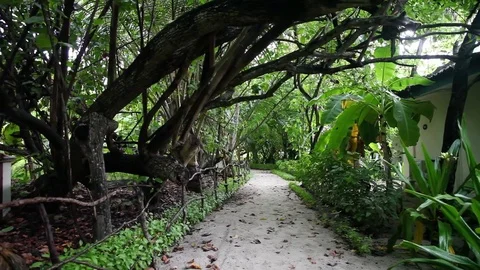 Walkway on the island Stock Footage 82495995