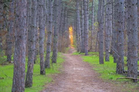 Walkway Lane Path With autumn Trees in Forest. spruce tree and green grass with Stock Photos