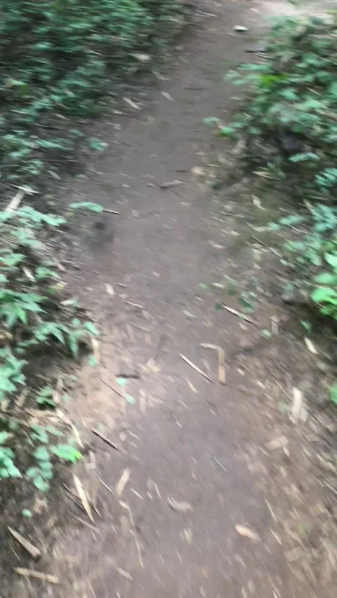 Walkway Lane Path with Green Trees in Forest Stock Footage 144418191