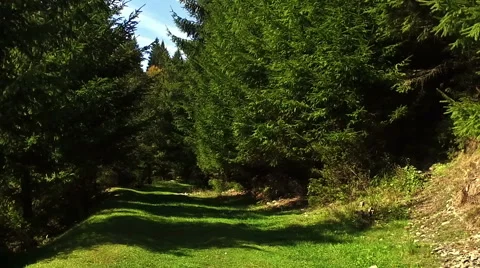 Walkway Leading Somewhere Through Forest Natural Background Stock Footage 68844983
