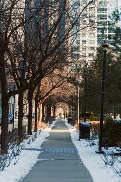 Walkway lined with bare trees and buildings during winter afternoon in city Stock Photos