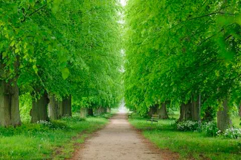Walkway lined with lime trees in spring on the Island of Ruegen in Stock Photos
