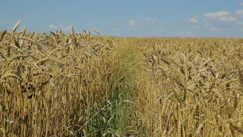 Walkway in the middle of a wheat field Stock Footage 102174610