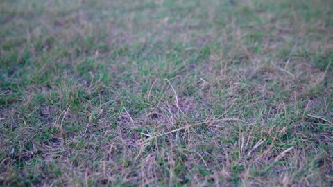 Walkway over the grass close-up Video stock 138172590