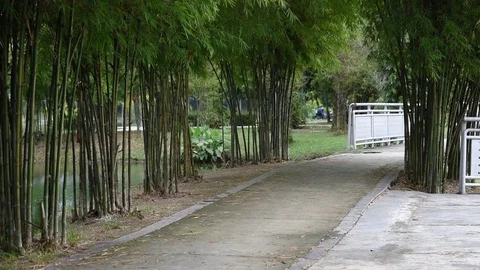Walkway at park Stock Footage 83305862