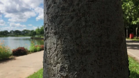 Walkway in the park  Stock Footage 116801025