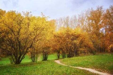 Walkway Path in Forest Consisting of Wilding Apple Trees and Birches Stock Photos
