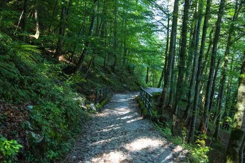 Walkway Path of Green Trees in Forest Stock Photos