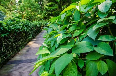 Walkway path through the garden Stock Photos