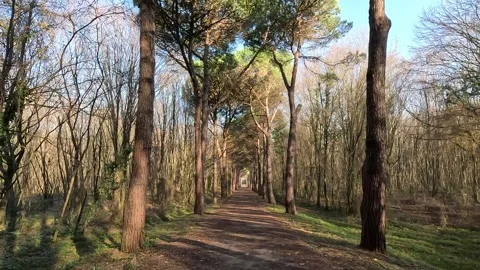 Walkway On Path Trees The Park Forest 스톡 동영상 339977334
