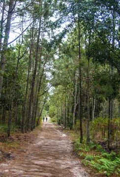 Walkway in pine forest Stock Photos
