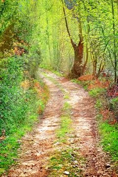 Walkway in secluded deciduous forest Stock Photos